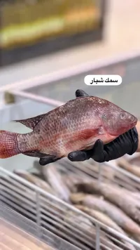 سمك شبار طازج