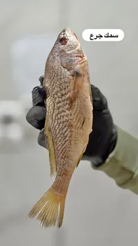 سمك جَرع طازج