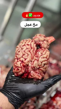 مخ عجل طازج