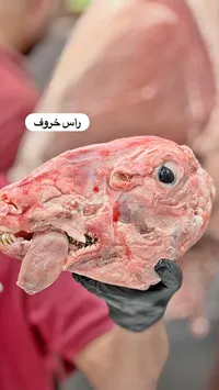 رأس خروف طازج
