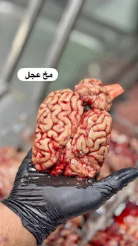مخ عجل طازج