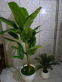 نبات موز صناعي مع قاعدة بيضاء