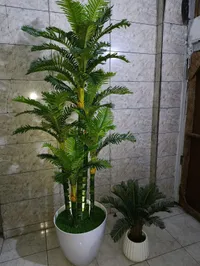 نبات صناعي - نخيل أريكا في قاورة بيضاء