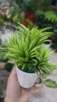 نبات صناعي أخضر - نخيل أريكا