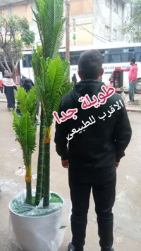 شجرة نخيل صناعية طويلة