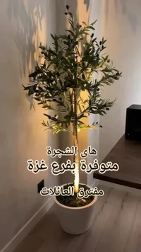 نبتة الزيتون الصناعية - ديكور منزلي