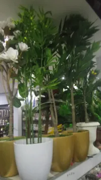 أصيص نبات الحظ الأخضر - أبيض وذهبي