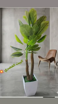 نبات الزامياس الصناعي - البيت الأخضر