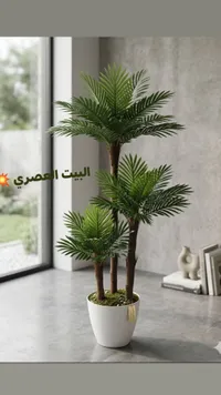نبات أريكا - البيت العصري