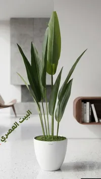 نبات الرحلة - أصيص أبيض