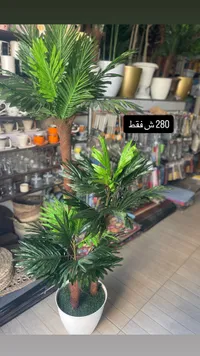 نبات مصنعة