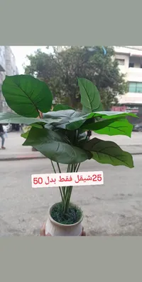 نبات صناعي مزهر في أصيص - سوق غزة