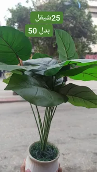 نبات صناعي مزهر - سوق غزة