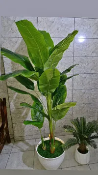 شجرة موز صناعية كبيرة في حوض أبيض