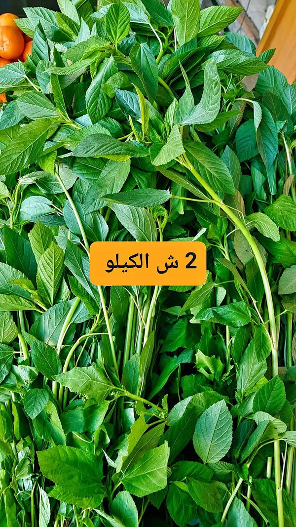 ملوخية خضراء طازجة - مواد غذائية وبقالة - سوق غزة