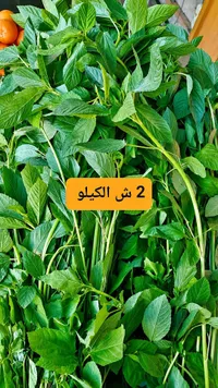 ملوخية خضراء طازجة - سوق غزة