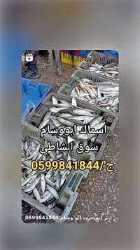 سمك طازج - أسماك أبو وسام