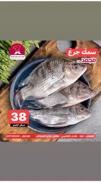سمك جرع مجمد - شركة أبناء ناصر الجملة - سوق غزة