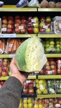 ملفوف أخضر طازج