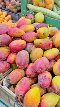 مانجو طازجة