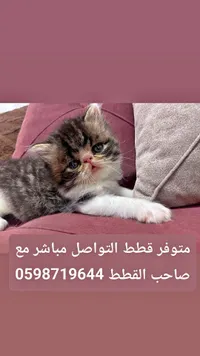 قطة فارسية صغيرة