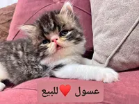قطة للبيع - عسول