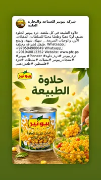 ذرة حلوة في الماء المالح - بيونير (Pioneer)