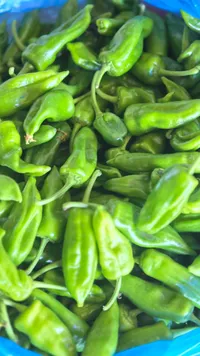فلفل أخضر حار طازج