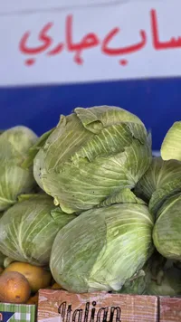 ملفوف أخضر طازج