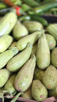 الكوسة الخضراء الطازجة