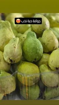 جوافة خضراء طازجة