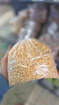 حبوب ذرة للفشار
