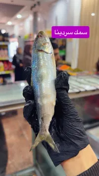 سمك سردينا طازة