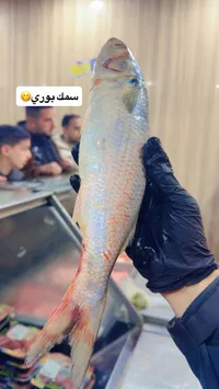 سمك بوري طازج