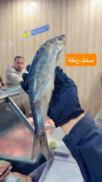 سمك رنقة طازج