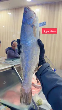 سمك جرع طازج