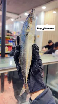 سمك سكومبلة طازة