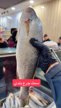 سمك جرع بلدي طازج