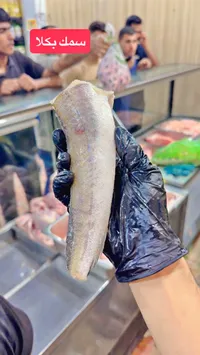 سمك بكلا طازج