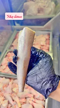سمك بكلا طازج