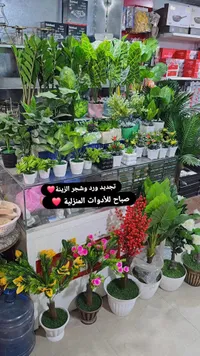 نبات الزينة الأخضر - شتلة منزلية