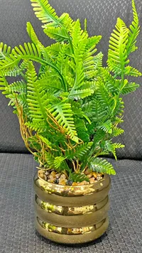 نبات صناعي - سرخس
