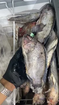 سمك بلطي طازج