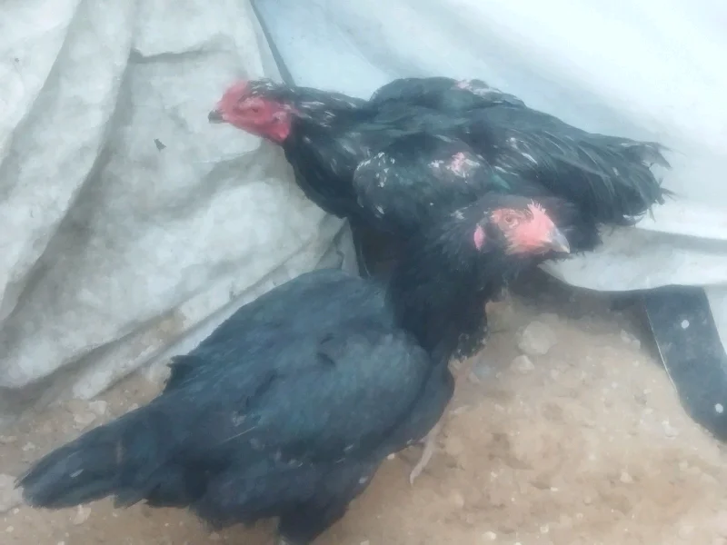 دجاج - طيور ودواجن - سوق غزة