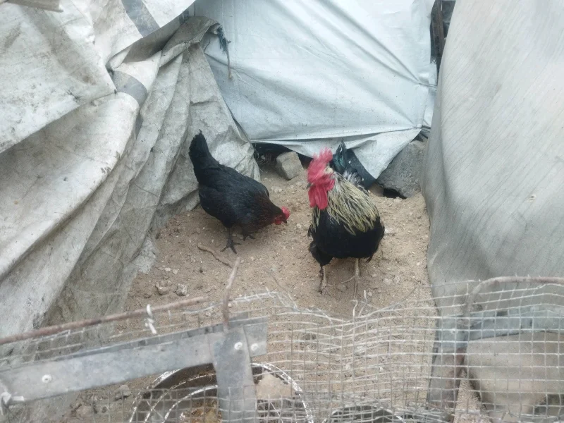 دجاج بياض - طيور ودواجن - سوق غزة