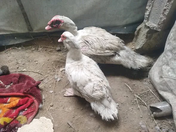 زوج بط - طيور ودواجن - سوق غزة
