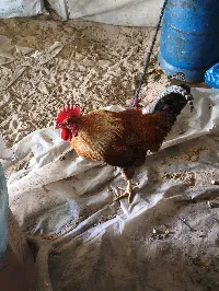 ديك