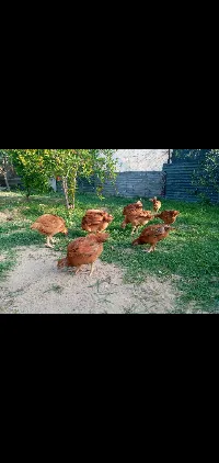 دواجن