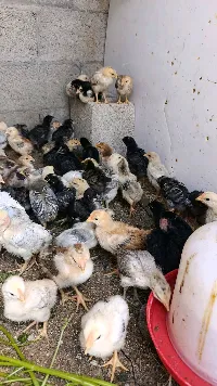 صيصان - سوق غزة