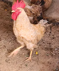 ديوك - سوق غزة